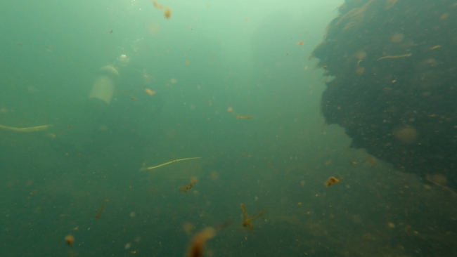 Su altı uzmanları Düden'e daldı: Evsel kirlilik kanıtlandı